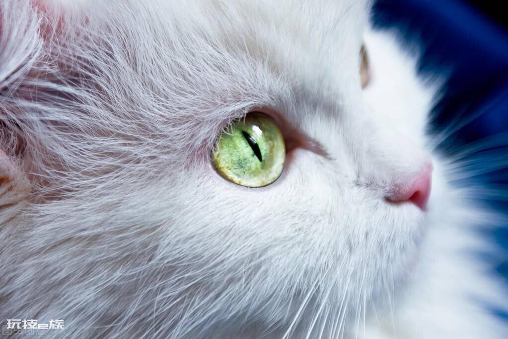 猫咪鼻子干是什么原因引起的(猫咪鼻子发干是生病表现吗)-图片2